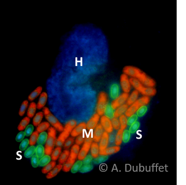 HFF cell infected with Anncaliia algerae