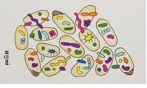bacteria