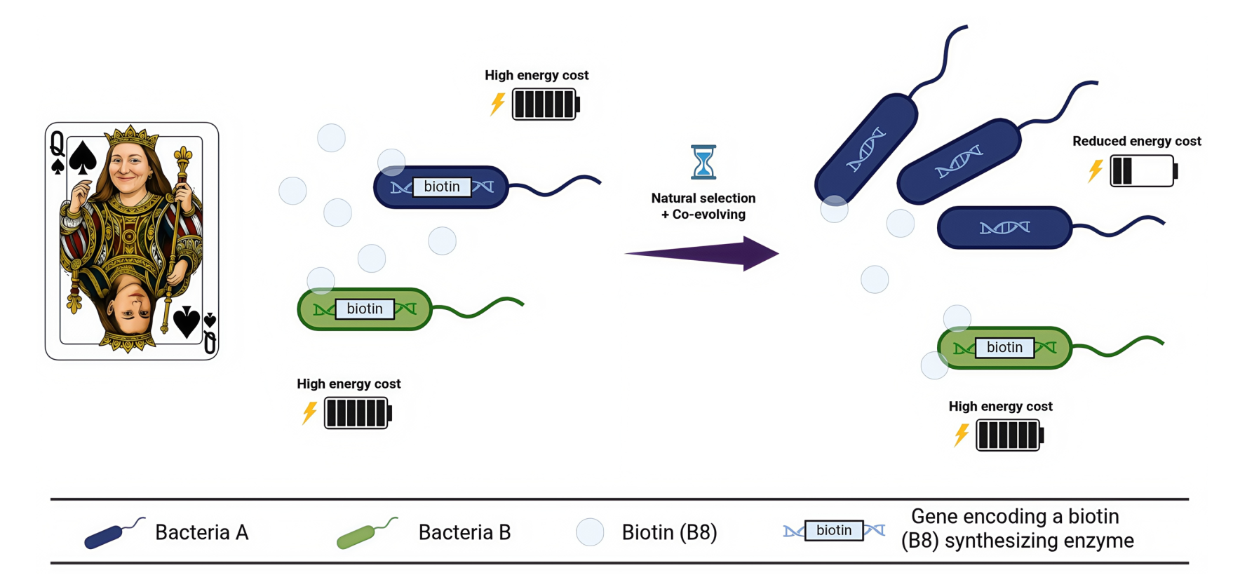 Black Queen Hypothesis