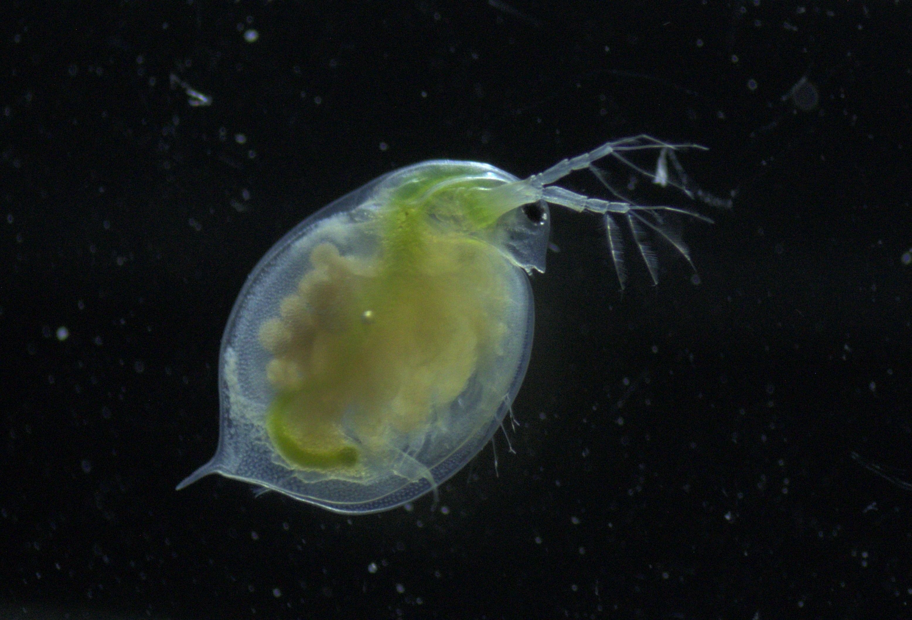 Daphnia