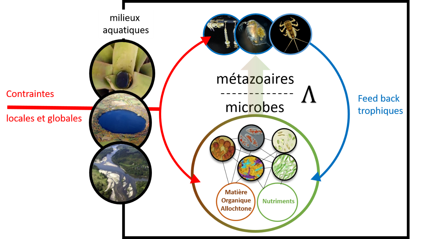 Conceptual links between our research themes