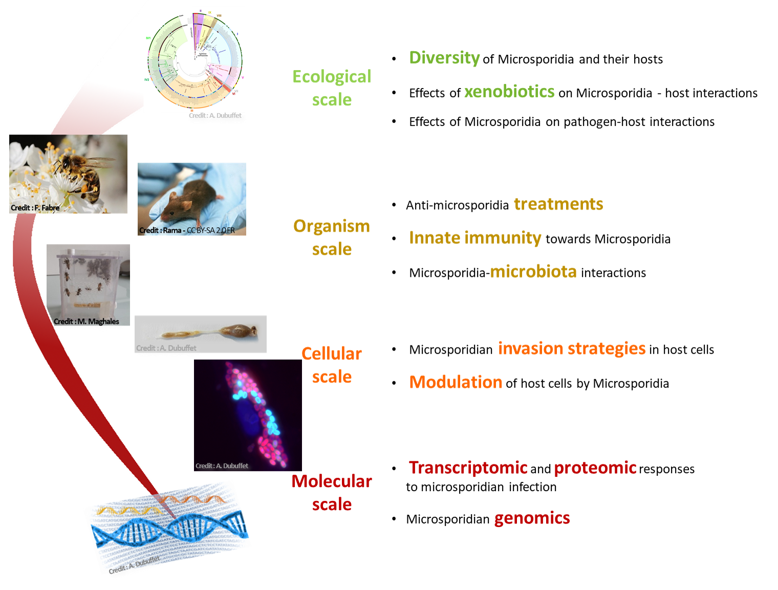 Research interests - IHP team