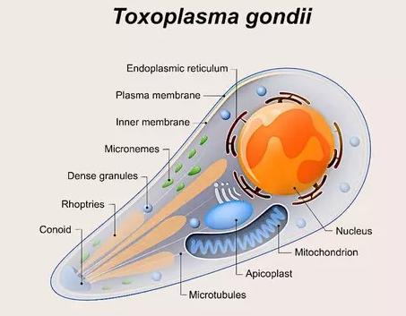 T gondii